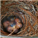bluebird babies
