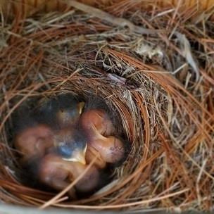 Baby Birds