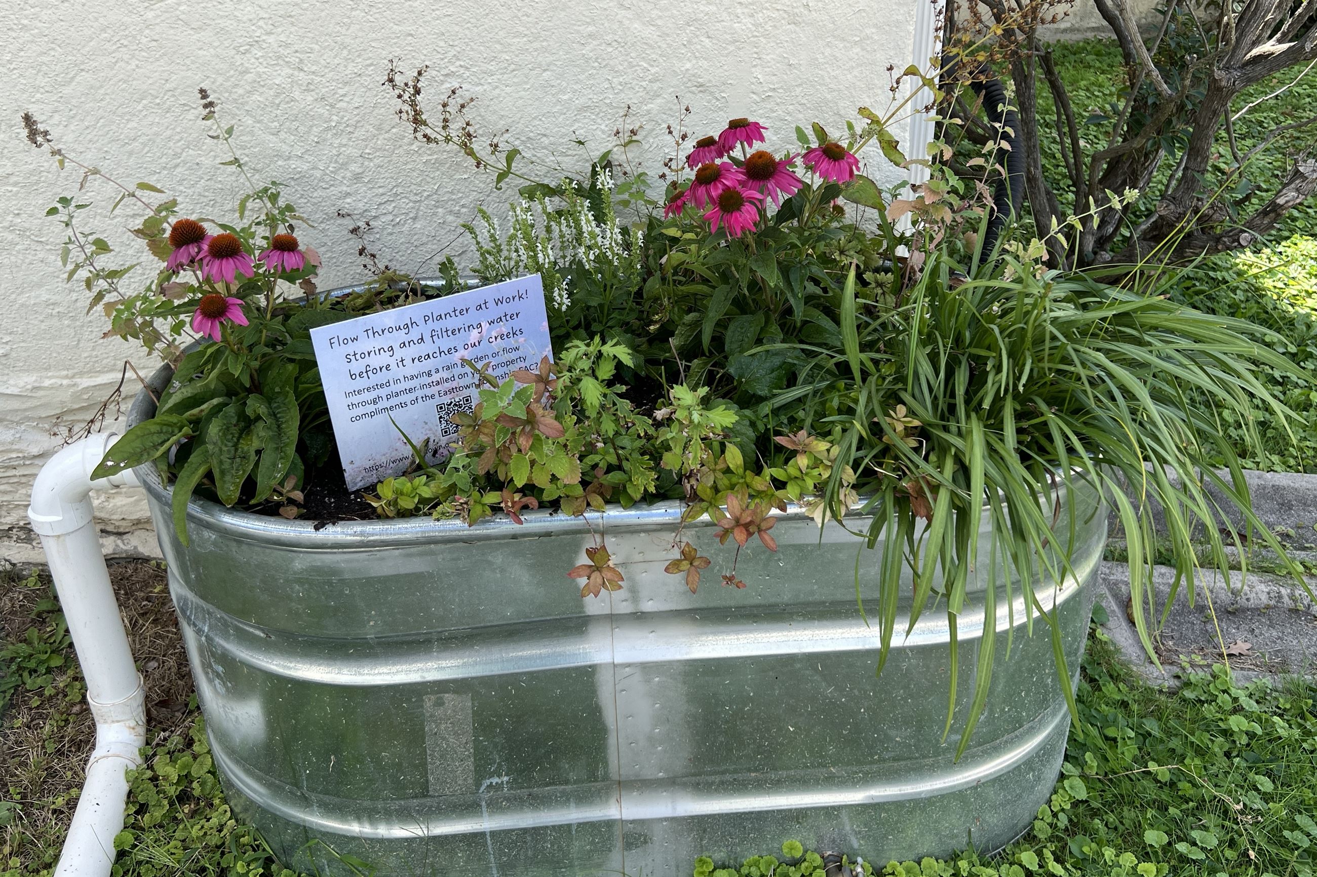 Downspout planter at Berwyn Vet