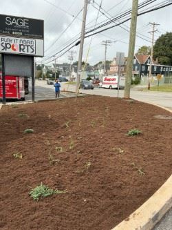 Sage pollinator pathway